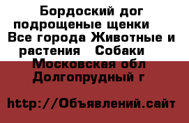 Бордоский дог подрощеные щенки.  - Все города Животные и растения » Собаки   . Московская обл.,Долгопрудный г.